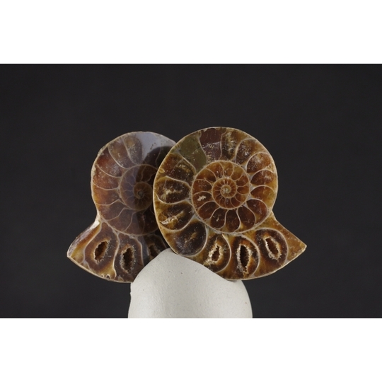 アンモナイト化石 ペア 天然石販売 名取貴石 天然石原石鉱物結晶