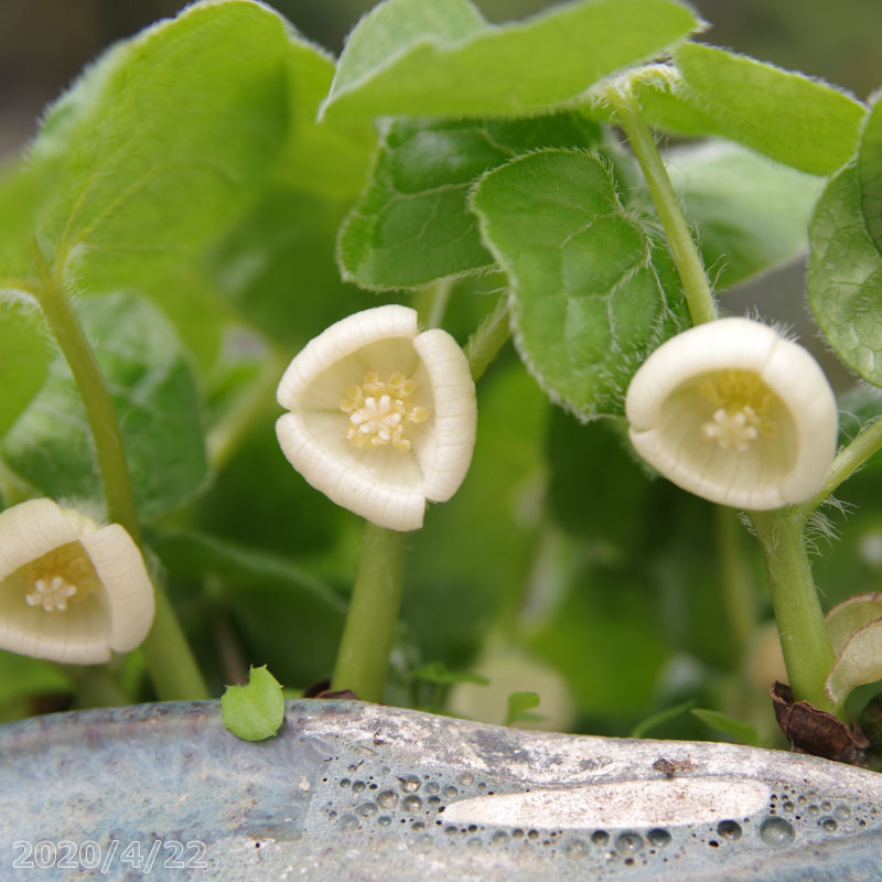 カンアオイ 細辛 図鑑 『細辛・寒葵』限定本 植物、観葉植物 細辛寒葵 岸