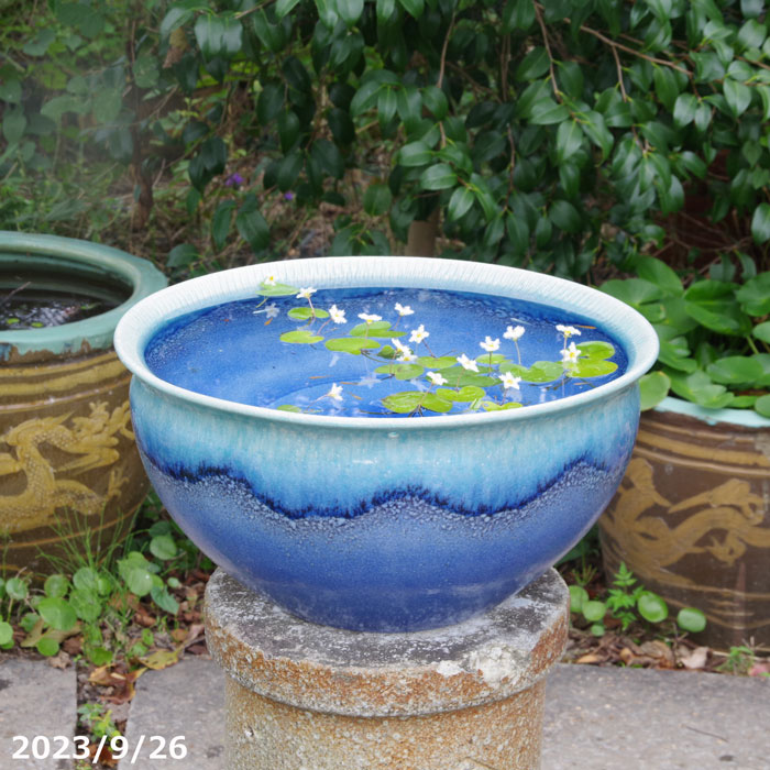 陶器メダカ鉢・花鉢・火鉢（115）