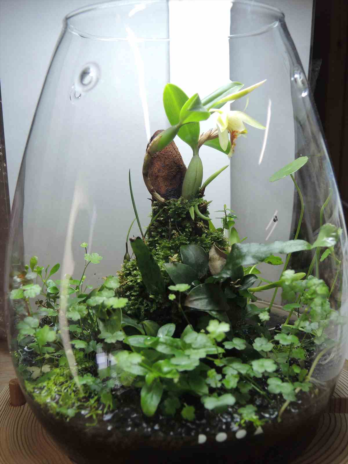 セット】ADA DOOA マグネットライトG ガラスポットSHIZUKU セット】ADA