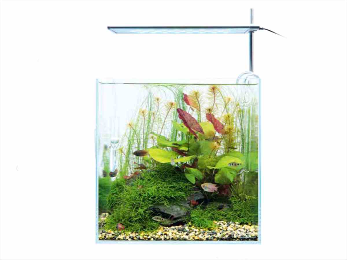 ADA キューブガーデン 30センチ レイアウト水槽セット ソルスタンドRGB