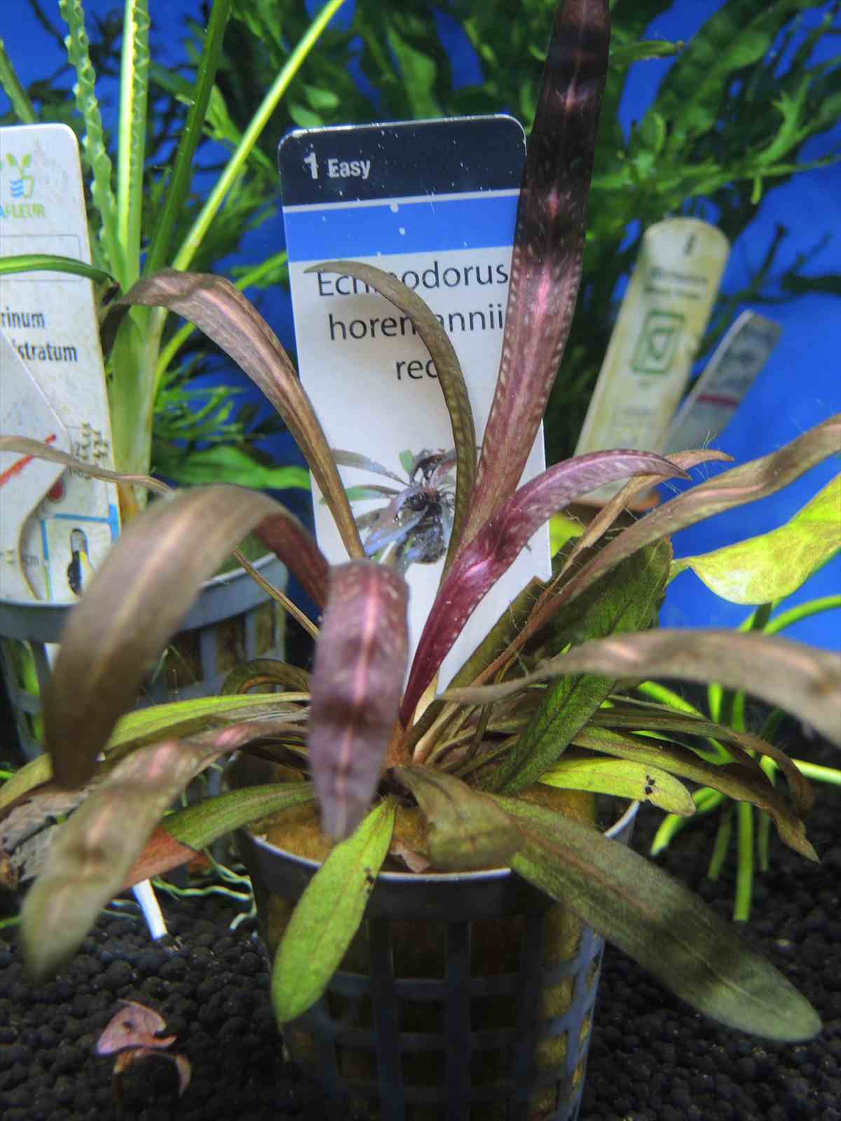 エキノドルス ホレマニー レッド 株の通信販売。(熱帯魚・水草 アクア