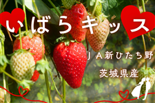 茨城県産 いちご『いばらキッス』 JA新ひたち野（約260g×4pk入）: いい
