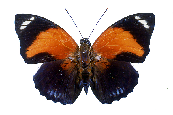 タテハチョウの仲間／世界の珍奇・美麗昆虫 -- 公益社団法人農林水産