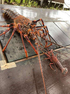 超」特大2kg！天然ジャンボ赤伊勢海老が入荷/スパ＆リゾート九十九里