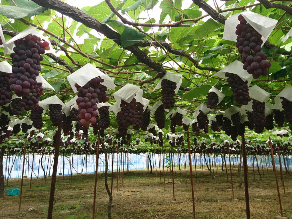 交野市のぶどう狩りランキングTOP1 - じゃらんnet