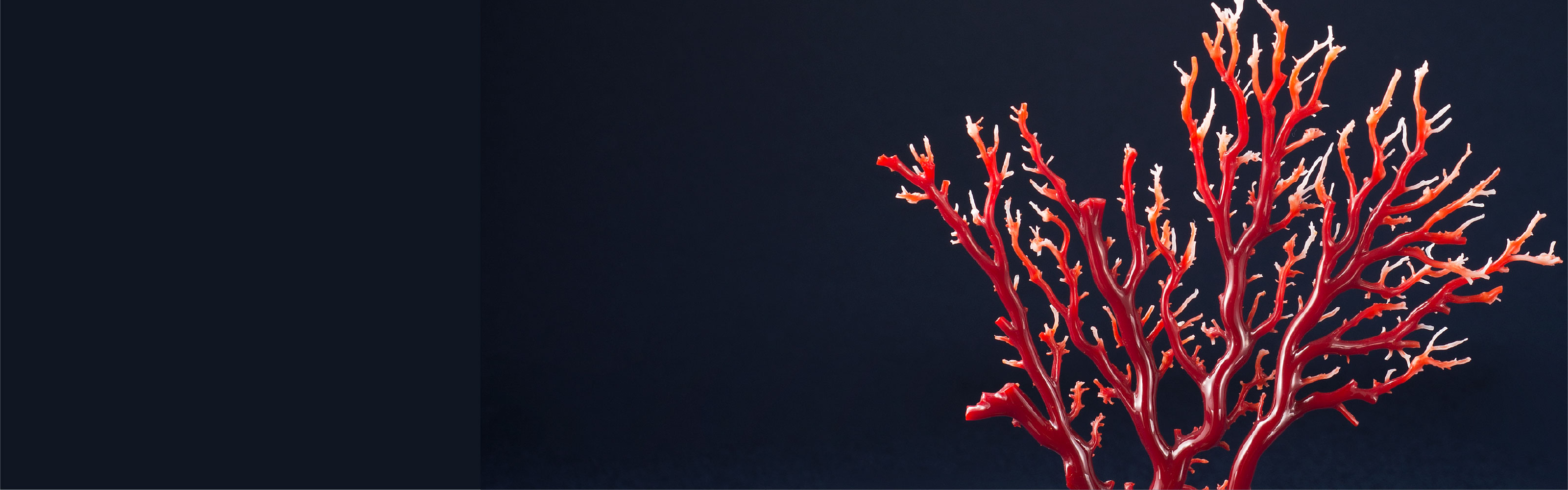 宝石珊瑚について | 日本珊瑚商工協同組合