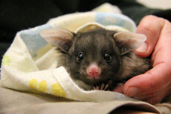 オーストラリア・シドニー…：愛くるしい表情いっぱい、アニマルベビー