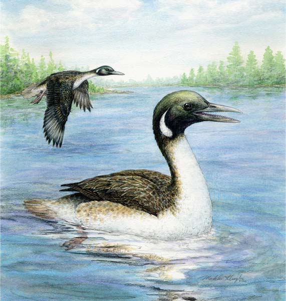 パルナシウス・アッコ（1オス、中国甘粛省キレンシャン）