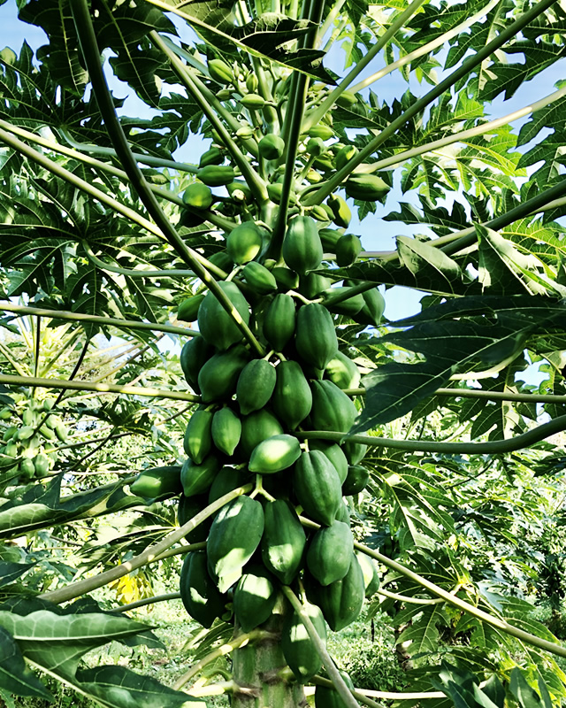 有機JAS認証》かのや青パパイヤ 1kg