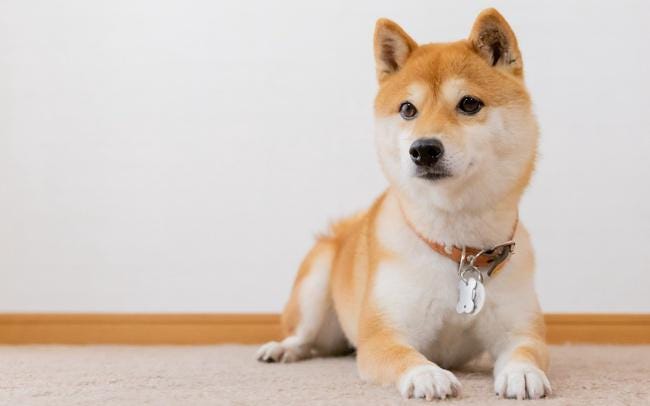 guigui専用 ロイヤルカナン 柴犬成犬用16キロ guigui専用 ロイヤル