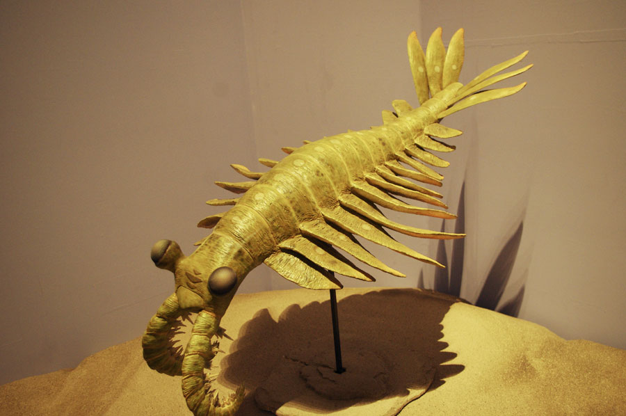 巨大なアノマロカリスの化石 美麗 関山動物群 本物保証 大昔の不思議な生物