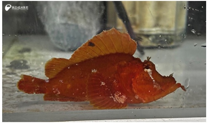 新江ノ島水族館でレアなナミダカサゴの展示開始 - PADIスキューバ