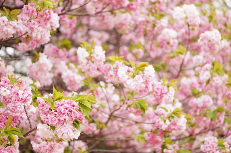 希少！兼六園菊桜を見てきました｜リベストスタッフブログ｜住まいの事