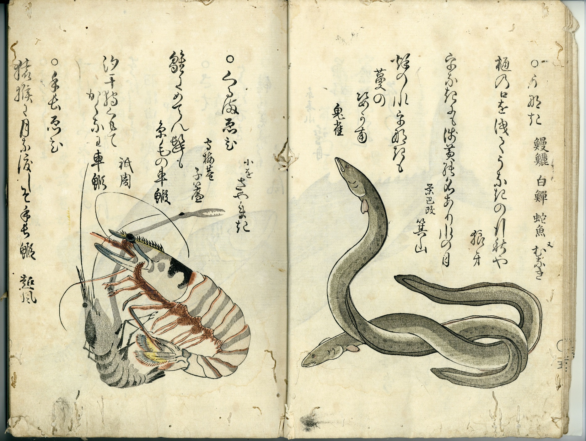 雅俗文庫『海の幸』『山の幸』をデジタル化しました | 九州大学附属図書館