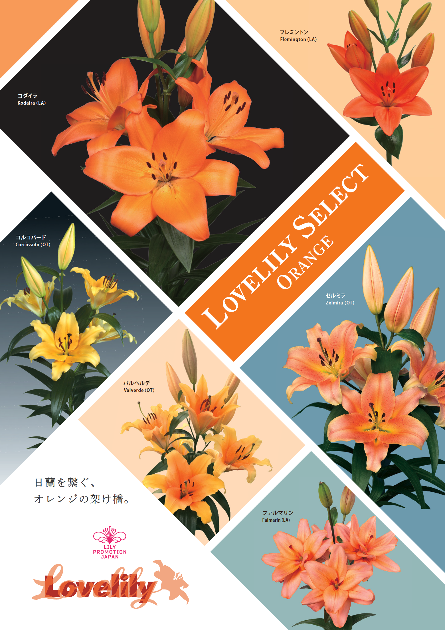 u*o様 花畑と踊り子 アキロゼ PSA10 【公式通販】