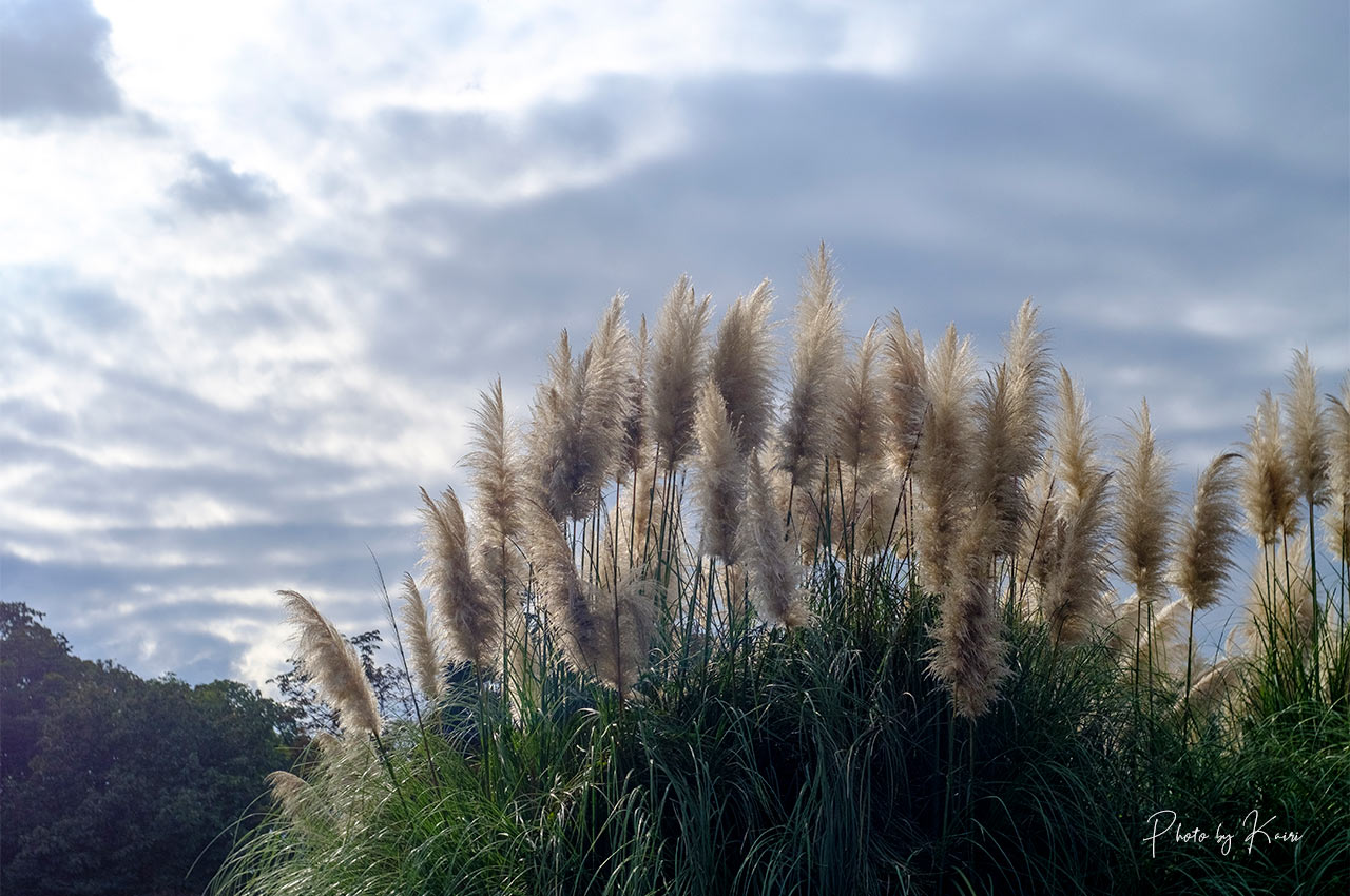 広角オールドレンズ「M-ROKKOR 28mm f2.8」購入レビュー。デザインの