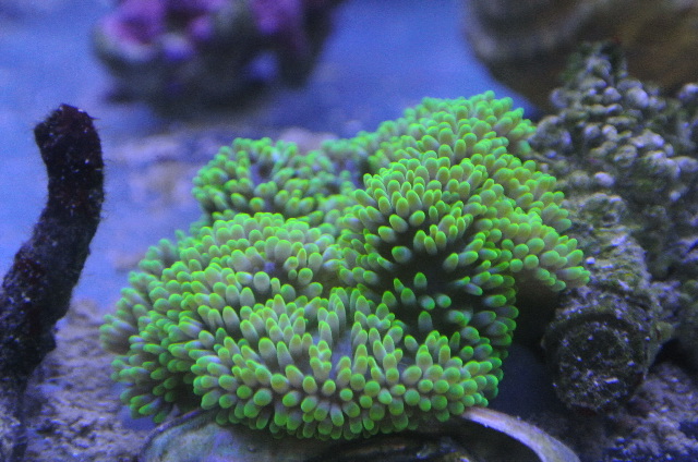 入荷稀☆極美スーパーグリーンハタゴイソギンチャク＆小さめなレアサイズ