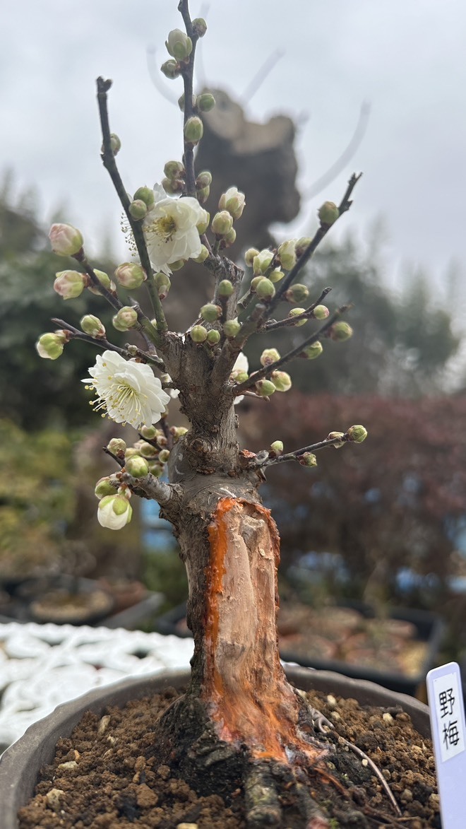 盆栽鉢上品美山ミニ盆栽鉢小品盆栽鉢正方鉢雲足山野草多肉植物サボテン