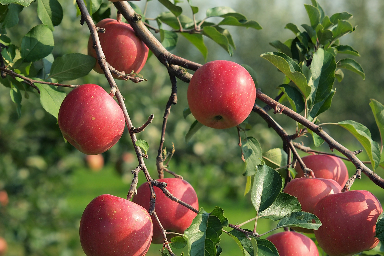 リンゴ | メデタイ・ツルタ