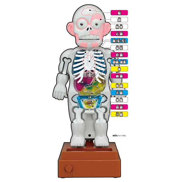 スーパークラッシュ人体模型｜商品情報｜メガトイ｜メガハウスの