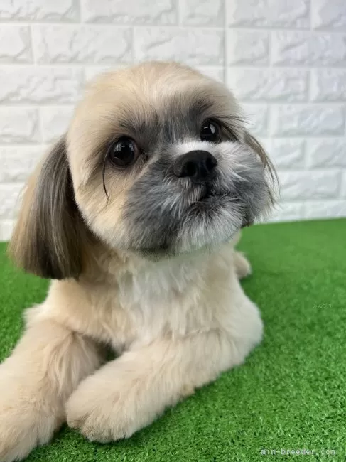 シーズー【大阪府・女の子・2025年6月7日・ゴールド】綺麗なゴールド