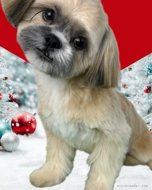 シーズー【大阪府・女の子・2025年6月7日・ゴールド】綺麗なゴールド