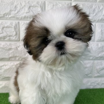 シーズー【大阪府・女の子・2025年6月7日・ゴールド】綺麗なゴールド