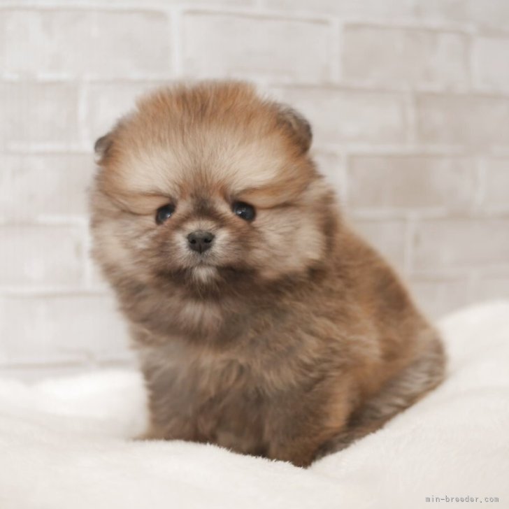 ポメラニアン【福岡県・女の子・2025年12月14日・オレンジセーブル