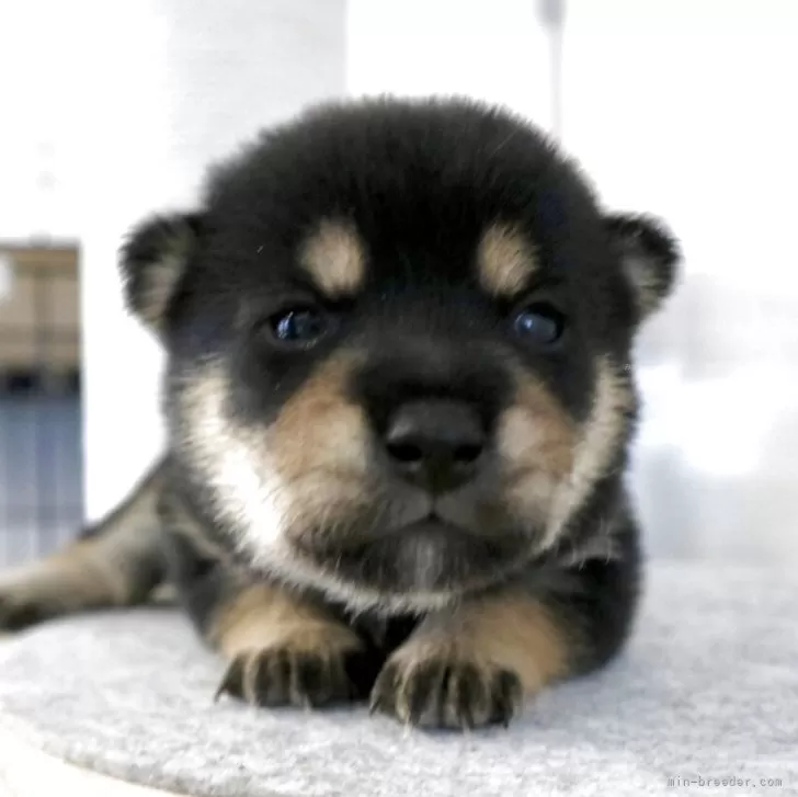 豆柴【神奈川県・女の子・2025年12月25日・黒】大人っぽく賢く、お姫様