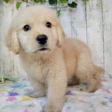 かわいい犬「ゴールデンレトリバー」「シュナウザー」「トイプ