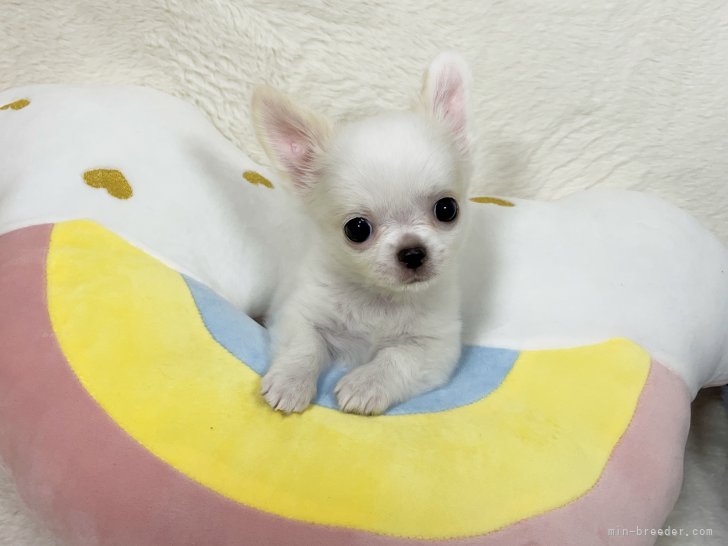 大阪】伊藤 武(いとう たけし)ブリーダー｜みんなのブリーダー