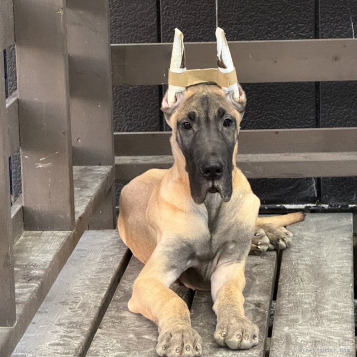 グレートデン【福岡県・男の子・2025年10月19日・フォーン