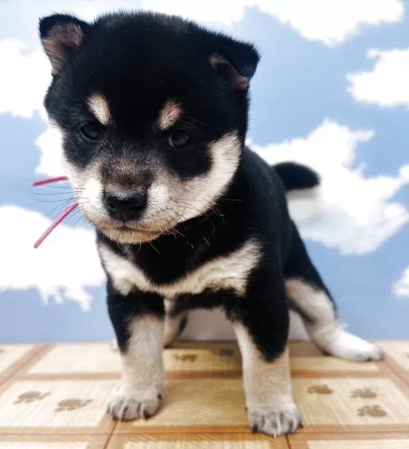 豆柴【岐阜県・女の子・2025年12月3日・黒】🎎おひなさま祭り10,000円