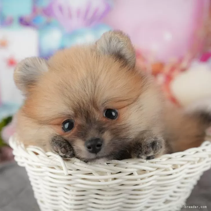 ポメラニアン【茨城県・男の子・2025年11月14日・オレンジセーブル】14