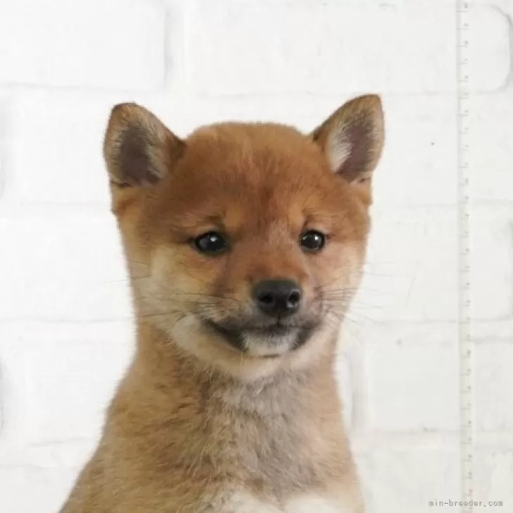 豆柴【大阪府・女の子・2025年1月8日・赤】日本で一番古い豆柴専門犬舎