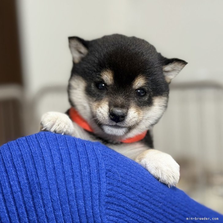 豆柴【香川県・女の子・2025年11月26日・黒】とびっきり可愛い😍KC認定
