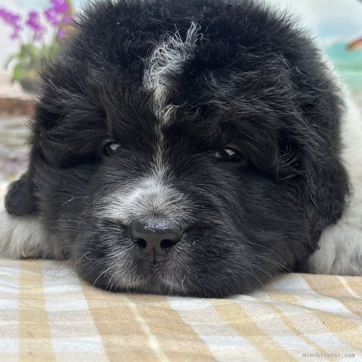 ニューファンドランド（親子）【犬】ユージン ニューファンドランド