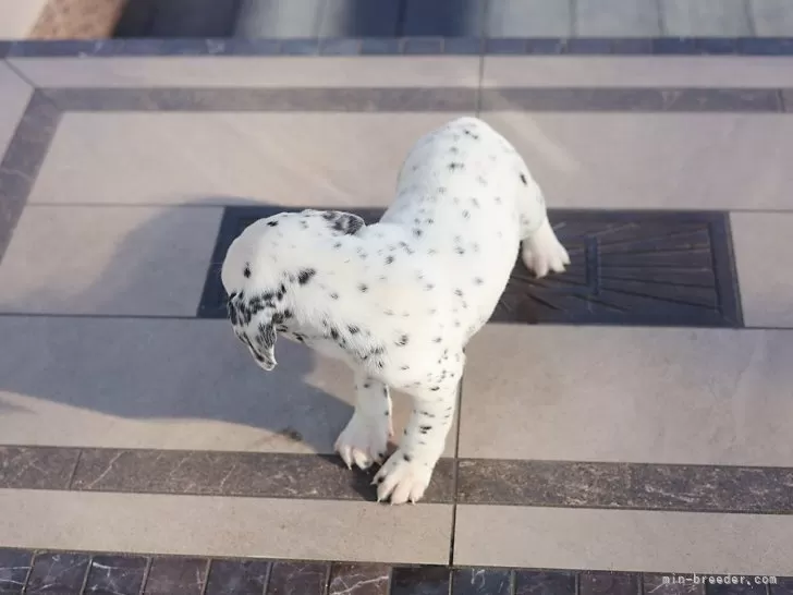 ダルメシアン【千葉県・女の子・2025年10月21日・ブラックホワイト