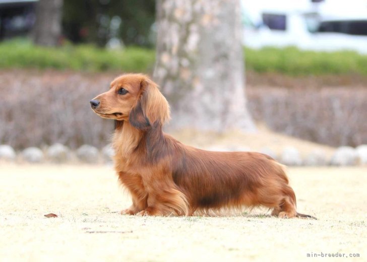 ミニチュアダックスフンド(ロング) オス シェーデッドレッド 2023/02