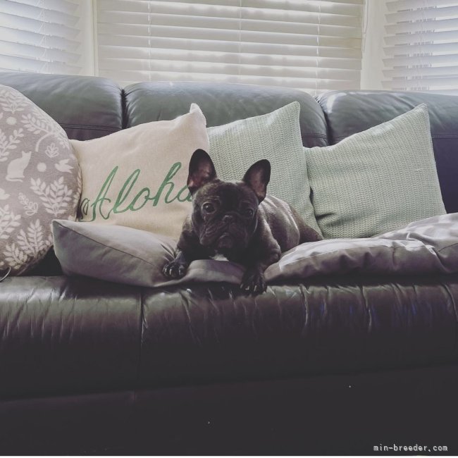 山梨】清水 由希(しみず ゆき)ブリーダー｜みんなのブリーダー