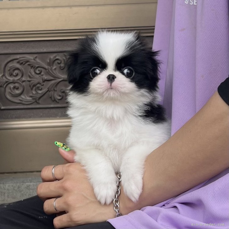 油絵 Yumiko ワーゲンに乗る犬の家族 油絵 Yumiko様専用 ワーゲンに