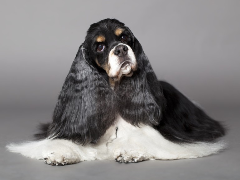 アメリカンコッカースパニエル（アメコカ）の性格や特徴は？ 大きさや