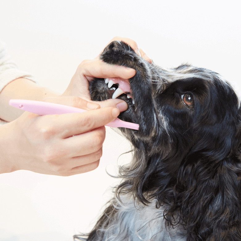 CRYSTAL JOY （クリスタルジョイ）｜みんなのペット健康専門店