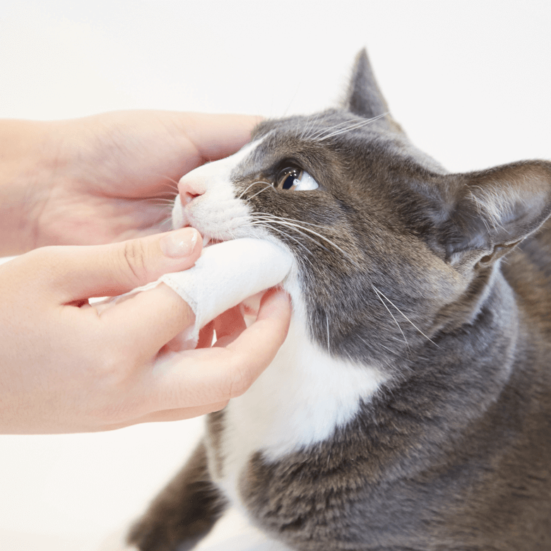 CRYSTAL JOY （クリスタルジョイ）｜みんなのペット健康専門店