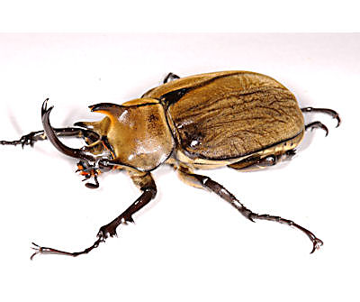 4005 ギアスポリオンゾウカブト3齢幼虫ペア