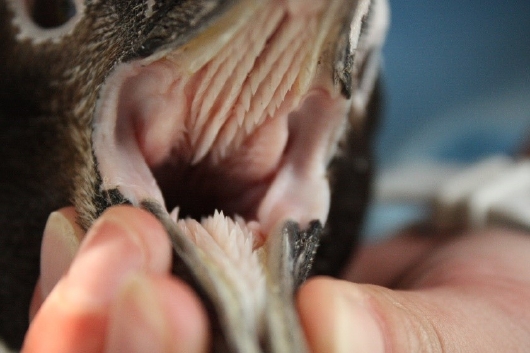 歯と口の健康週間 マゼランペンギン編 | のとじま水族館