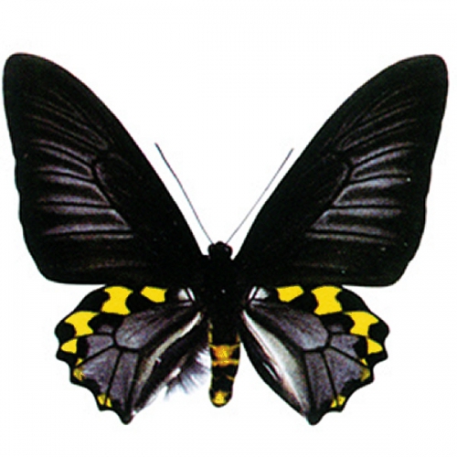 サビモンキシタアゲハ , アゲハ蝶科標本 , 蝶の標本 販売・通販の