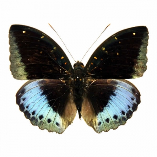 オビクジャクアゲハ(ルリオビアゲハ) , アゲハ蝶科標本 , 蝶の標本