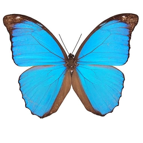 メネラウスモルフォ , キーワード「モルフォ」 , 蝶の標本 販売・通販